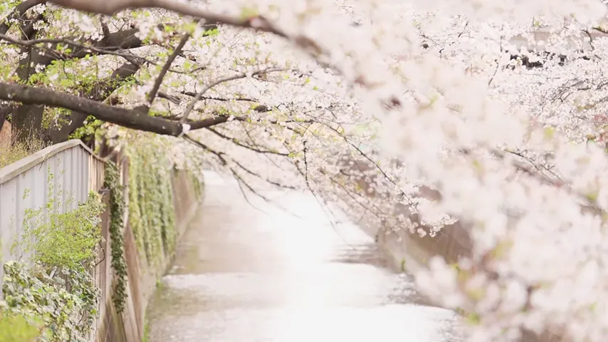 Breaking Boundaries: Yuuka Oshima Unleashed in a Mosaic-Free Masterpiece